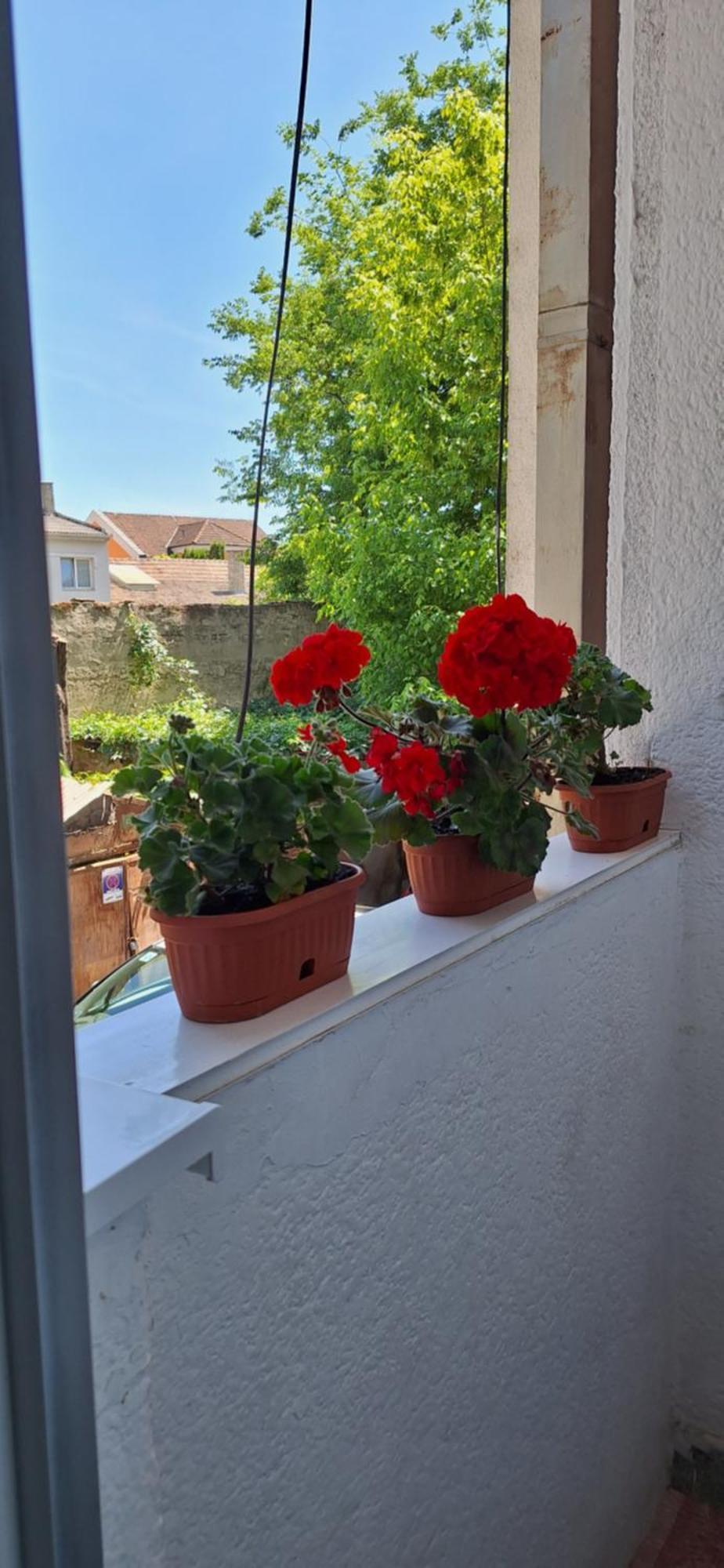 Apartman Lara Subotica Esterno foto
